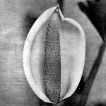 A filodendron virágzata
