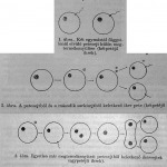 Sejtek különválása ikreknél
