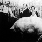 A nagykátai Fejős József gazda 405 kilós disznót vágott le.