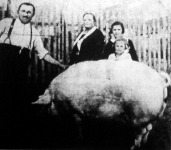 A nagykátai Fejős József gazda 405 kilós disznót vágott le.