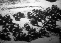 Elefántcsorda Afrikában