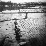 Japán rizstermelők térdig gázolva a vízben dolgoznak az elárasztott rizstáblákon.