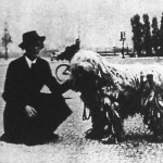 Komondor Berlinben (birodalmi győztes címet nyert a kaiserdammi nemzetközi kutyakiállításon)