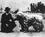 Komondor Berlinben (birodalmi győztes címet nyert a kaiserdammi nemzetközi kutyakiállításon)