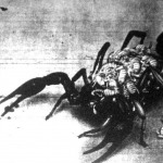 A skorpiócsemeték ott is maradnak az anyaállat hátán mindaddig, amíg csak teljesen kifejlődnek