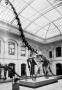 A Brachiosaurus brancai Jan. felállított csontváza a berlini természettudományi múzeumban
