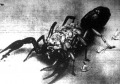 A skorpiócsemeték ott is maradnak az anyaállat hátán mindaddig, amíg csak teljesen kifejlődnek