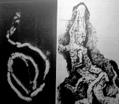  Az új technikai eljárások során immár a Röntgen-fényképezést is felhasználják: képünk egy őskígyóról készült Röntgen-felvétel.