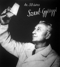 Szent-Györgyi Albert 1943-ban