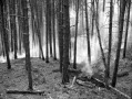 A leégett erdő