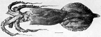 Lepidoteuthis Grimaldii