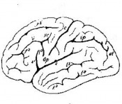Az emberi agyvelő