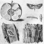 Almamoly (Carpocarpsa pomonella L.) (a), hernyója (b), bábja (c), férges alma (d), báb az almafa kérge alatt (e), kérgen ülő lepke (f)