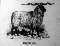 Magyar juh