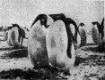 Pinguinek a déli sarkvidéken