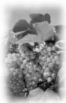 Ha  a szőlő ellenálló, termése bőséges és a belőle készült bor is ízletes, abból baj nem lehet.
