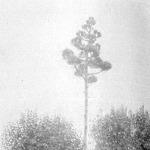 Virágzó Agave americana