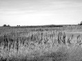 A puszta A puszta