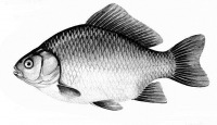 Carassius auratus