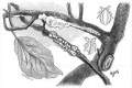 Vértetű (Schizoneura lanigera Hfg.)