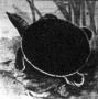 A puhatestű teknősbéka