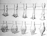Felül az őskori ló körmös lábainak átalakulása patássá. Alul az emberi kéz ujjainak megfelelő elhelyezésével szemlélteti a pataképződés folyamatát