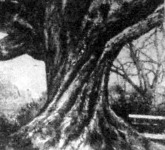A Miserybeli gesztenye-fa törzse, melynek kerülete 4 m 60 cm