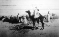 Arab karaván Arab karaván