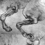 Ló láb tanulmányok Leonardo da Vincitől