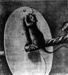 A patkányok nem mászhatnak fel a hajóra, megakadályozza őket ebben a kötélre helyezett kerek vaslap