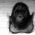Fiatal orangutang
