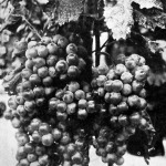 Cserépben nevelt szőlő a Katona-telepről Kecskemét mellett (kertészeti kiállítás)