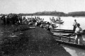 Legelő gulya átusztatása a Nagydunán (Lipót): a kisérő csónakosok
