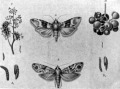 Nyerges és tarka szőlőmoly (Cochylis ambiguella Hb.) hernyójával és bábjával. 