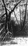 Az elevent szülő mangrove fa