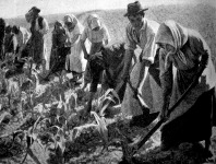 Pull Hugo: Kukoriczakapálók