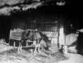 (az Érdekes Ujság fényképpályázatán Szandovits József pályaműve) Fiatal nemzedék