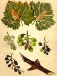 A peronoszpora betegség a szőlőn; permetszere a rézgálic