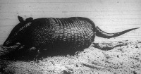 Az öves armadille, a legelterjedtebb páncélos  állat, mely Dél-amerikában honos, de már kiveszőben van, többi rokonaival együtt. 