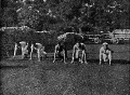Katonák futóversenye Katonák futóversenye