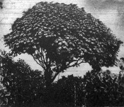 A kelet Indiai gumifa, mely a braziliai para-kaucsuk mellett a legjobb és legtöbb kaucsukot adja. 
