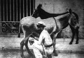 A kabaiak tehene a szamár A kabaiak tehene a szamár
