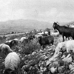 Békésen legelő kecskék Montenegróban