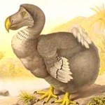 A dronte madár vagy más néven dodo