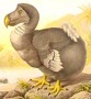 A dronte madár vagy más néven dodo
