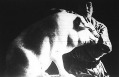 Hízott sertés az Ernst múzeumban Hízott sertés az Ernst múzeumban