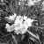 Az oleander virága