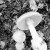 Gyilkos galóca (Amanita Phalloides)