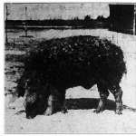 Magyar mangalica, nagydíjat nyert (Wenckheim Dénes gróf vésztői uradalma)