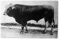 Kiváló borzderes tenyészbika Kiváló borzderes tenyészbika